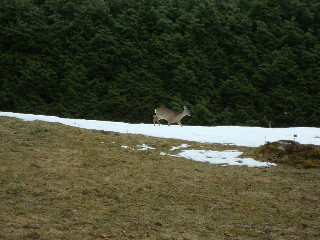 Villa Le Caribou à Saint-Gervais-les-Bains Extérieur photo