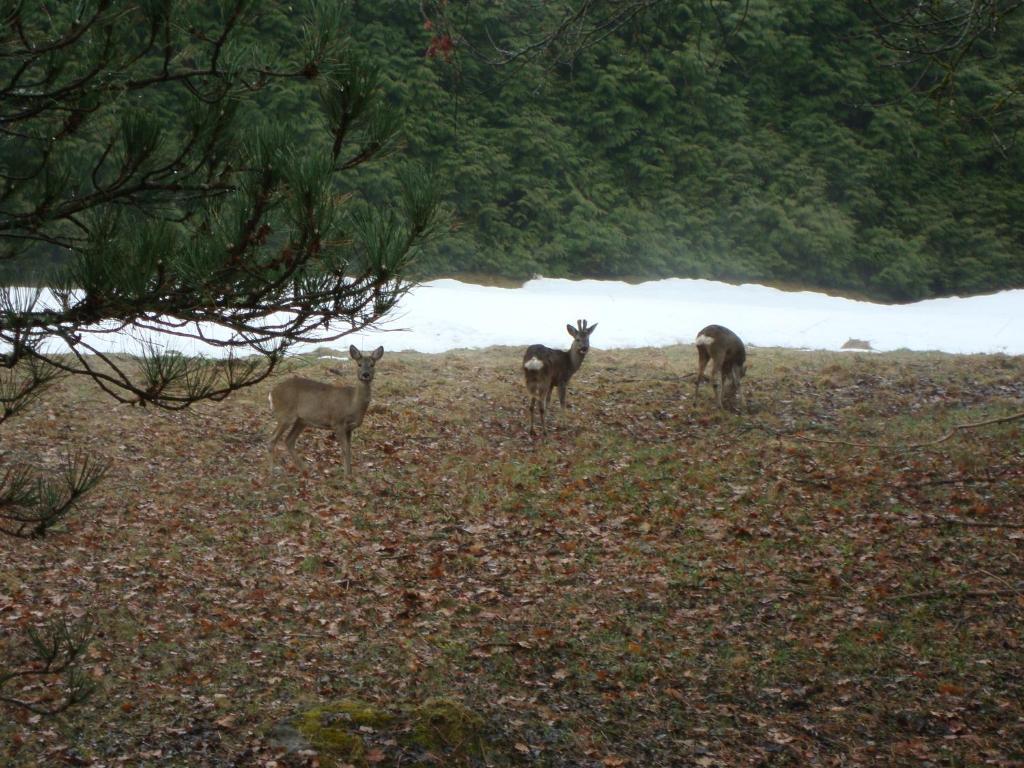 Villa Le Caribou à Saint-Gervais-les-Bains Extérieur photo